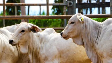 Foto de São Paulo inicia campanha de atualização de rebanhos neste sábado (1)