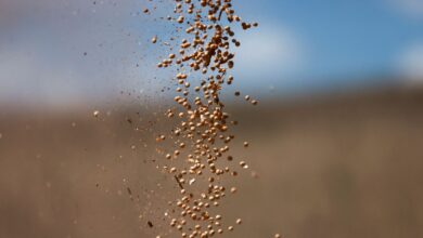 Foto de Soja atinge máxima de 4 meses em Chicago com esperança de acordo entre EUA e China