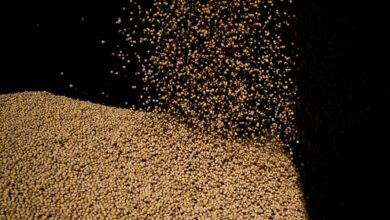 Foto de Monções tardias afetam colheitas de soja e algodão da Índia; produtividade deve cair