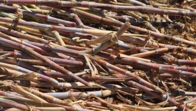 Foto de Em época de seca, bagaço de cana pode garantir energia elétrica