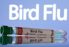 Foto de Influenza Aviária deve persistir na Europa até o fim do inverno com recorde de casos em aves selvagens