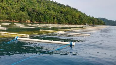 Foto de Ministério da Pesca e Aquicultura altera regras para cessão de uso de Águas da União