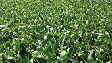 Foto de Plantio de soja avança no Brasil, mas La Niña pode comprometer safra; o que esperar?