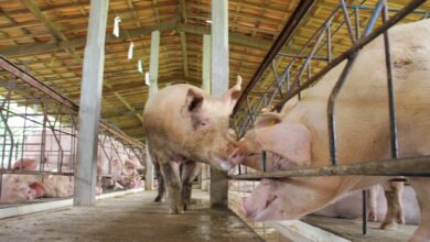 Foto de Excelência em nutrição de suínos: Modelo da Copagril atrai comitiva da Espanha