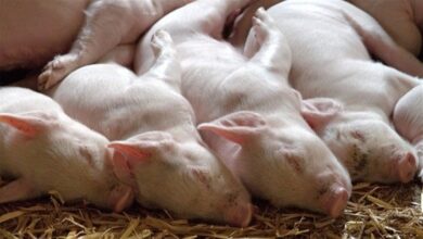 Foto de Competitividade da carne suína frente à bovina cresce