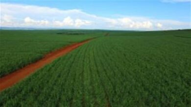 Foto de Quebra-lombo melhora estrutura e produtividade da cana