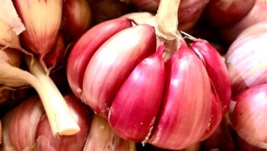 Foto de Cultura do alho ganha zoneamento de risco climático