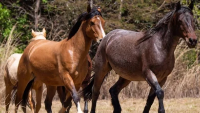 Foto de CNA debate avanços do Passaporte Equestre e Lei do Material Genético