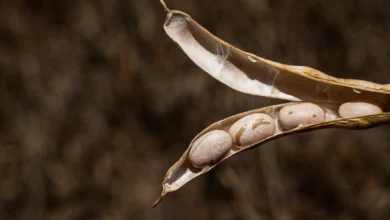 Foto de Mercado do feijão encerra outubro com ritmo lento e ajustes de preços