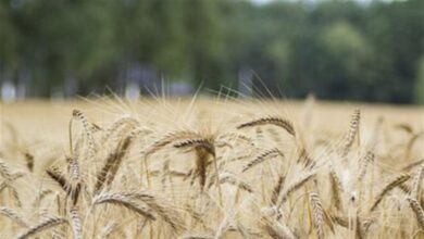 Foto de Avanço desigual marca a comercialização do trigo
