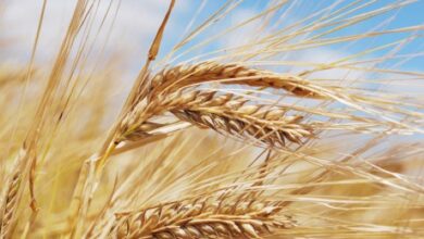 Foto de Trigo enfrenta pressão no Sul, enquanto cevada garante boa rentabilidade aos produtores
