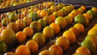 Foto de Exportações Lentas de Suco de Laranja Freiam Compras da Indústria e Preocupam Produtores, Aponta Cepea