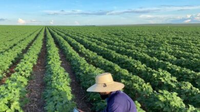 Foto de Bahia deve ampliar produção agrícola em 2026 com crescimento em 16 culturas, aponta IBGE