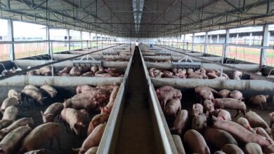 Foto de Poder de compra do suinocultor cai em novembro com alta no preço do farelo de soja