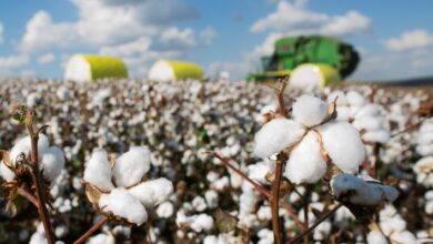 Foto de Mercado de algodão desacelera no Brasil com compradores cautelosos e preços em queda