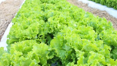 Foto de Feriado e excesso de oferta reduzem vendas e preços da alface na Ceagesp, aponta Cepea