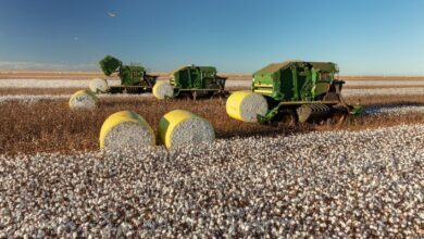 Foto de StoneX reduz previsão de produção de algodão para 2025/26 com menor área plantada na Bahia e no Mato Grosso