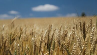Foto de Trigo argentino surpreende e bate recorde histórico de produção