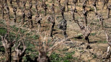 Foto de França paga € 130 mi para destruir vinhedos enquanto enfrenta queda histórica no consumo
