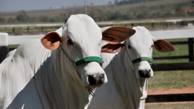 Foto de Rumores de retração nas compras da China marcam o fim da semana do boi gordo