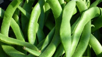 Foto de Clima frio retarda desenvolvimento do feijão-de-vagem