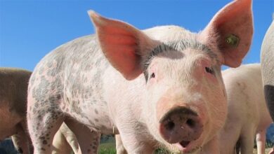 Foto de poder de compra frente ao farelo volta a cair