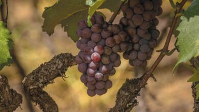 Foto de Livro traz registros históricos do Circuito das Frutas