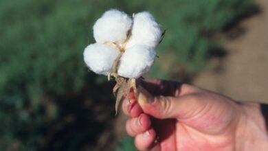 Foto de Pureza do algodão reforça valor e competitividade