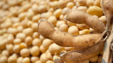 Foto de Exportações do agronegócio somam US$ 15,49 bilhões em outubro e registram recorde para o mês