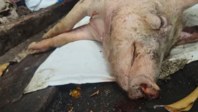 Foto de Ventos de 250 km/h arrasam granja de suínos e lavouras no Paraná