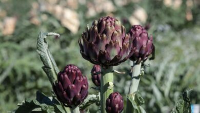 Foto de Com 90% da produção nacional, São Paulo lidera o cultivo de alcachofra