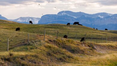 Foto de Republicanos no Congresso dos EUA querem frear guerra comercial de Trump