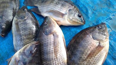 Foto de Produtores do Pará ampliam conhecimento técnico em curso de piscicultura