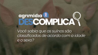 Foto de Você sabia que os suínos são classificados de acordo com a idade e o sexo?