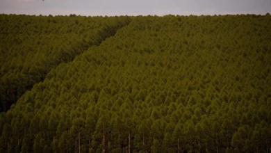 Foto de CNA participa da reunião da Câmara Setorial de Florestas Plantadas do Mapa