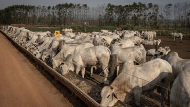 Foto de Corte de tarifas traz alívio ao agro brasileiro e reduz pressão de preços nos EUA