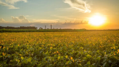 Foto de COP30 começa em Belém com desafios em relação a energias fósseis e financiamento