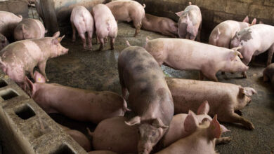 Foto de Alemanha avança no controle da peste suína africana com apoio de produtores e caçadores