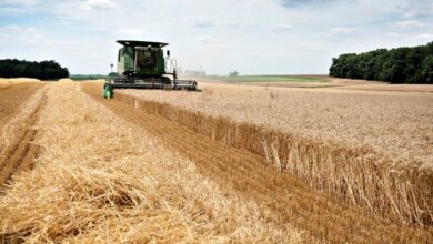 Foto de China avalia retomar importações de trigo americano após trégua comercial com Trump