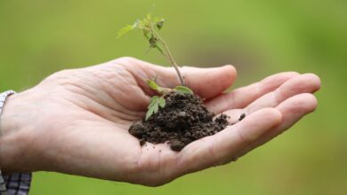 Foto de Durante a COP30, Embrapa lança glossário sobre agricultura e mudanças climáticas