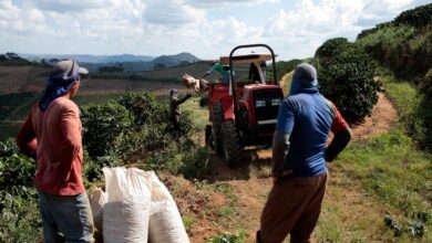 Foto de Mesmo com alívio, tarifas dos EUA sobre o café seguem muito altas, diz Alckmin