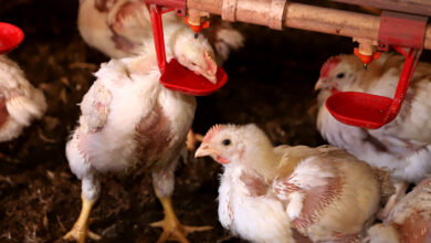 Foto de Tecnologia de microgotículas promete revolucionar a descontaminação de carcaças de aves