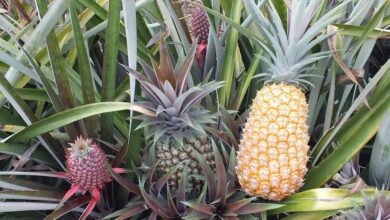 Foto de Pesquisadores criam novas variedades de abacaxi resistentes à fusariose