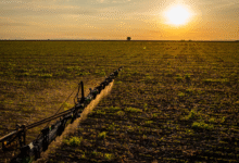 Foto de O que é agricultura de precisão e como ela funciona na prática