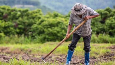 Foto de Câmara equipara agricultores de subsistência a extrativistas