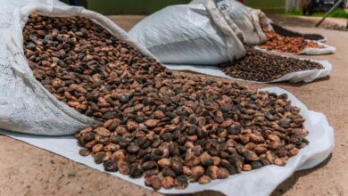 Foto de Agricultores familiares da Bahia avançam em exportações