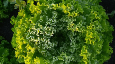 Foto de Feriado limita vendas de alface no atacado