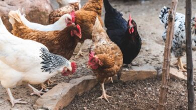 Foto de Aves representam 99% dos abates em Pernambuco, mas IBGE alerta para vulnerabilidade sanitária