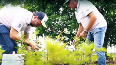 Foto de Expectativa cresce por decisão sobre vetos na lei ambiental