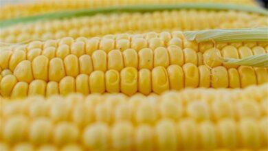 Foto de Granizo altera áreas e silagem deve ganhar volume